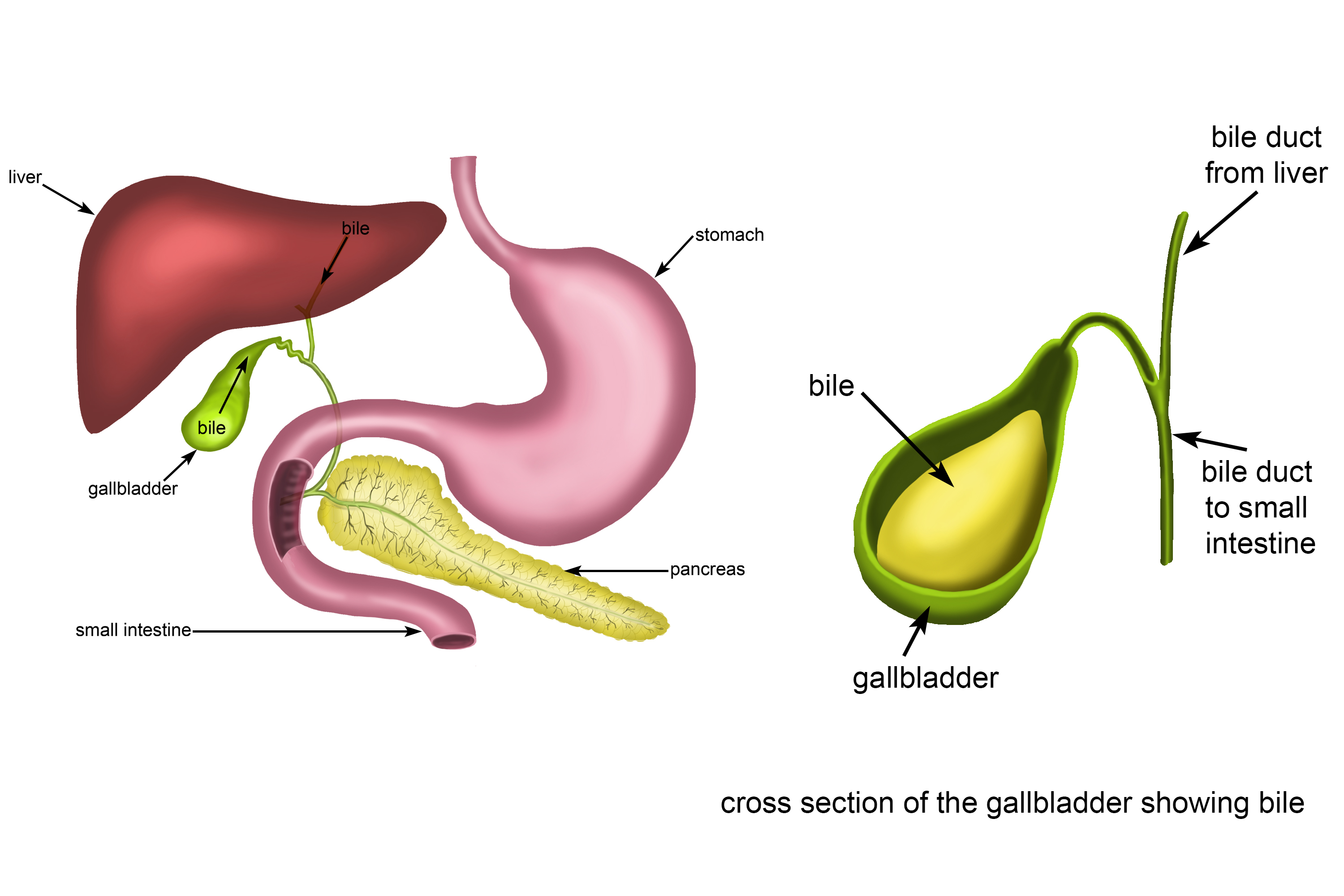 Inside view of how bile is stored in the gallbladder